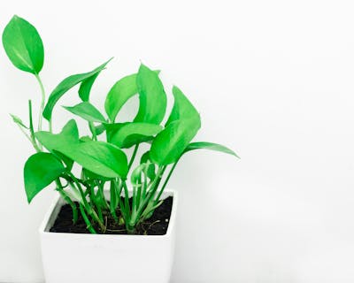 Succulente e piante grasse