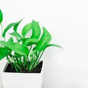 Composizione succulenti